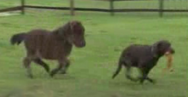 An Interspecies Wannabe